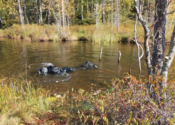 Meriarkeologi tutkii snorklaamalla Salmilammen kapeinta kohtaa