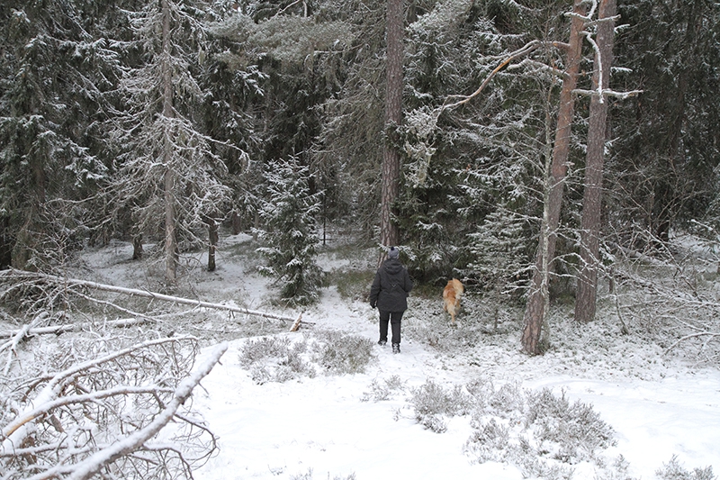 Terhi Aho ulkoiluttaa koiraa